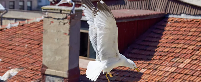 Residential Chimney Animal Removal Solution in West Melbourne, FL